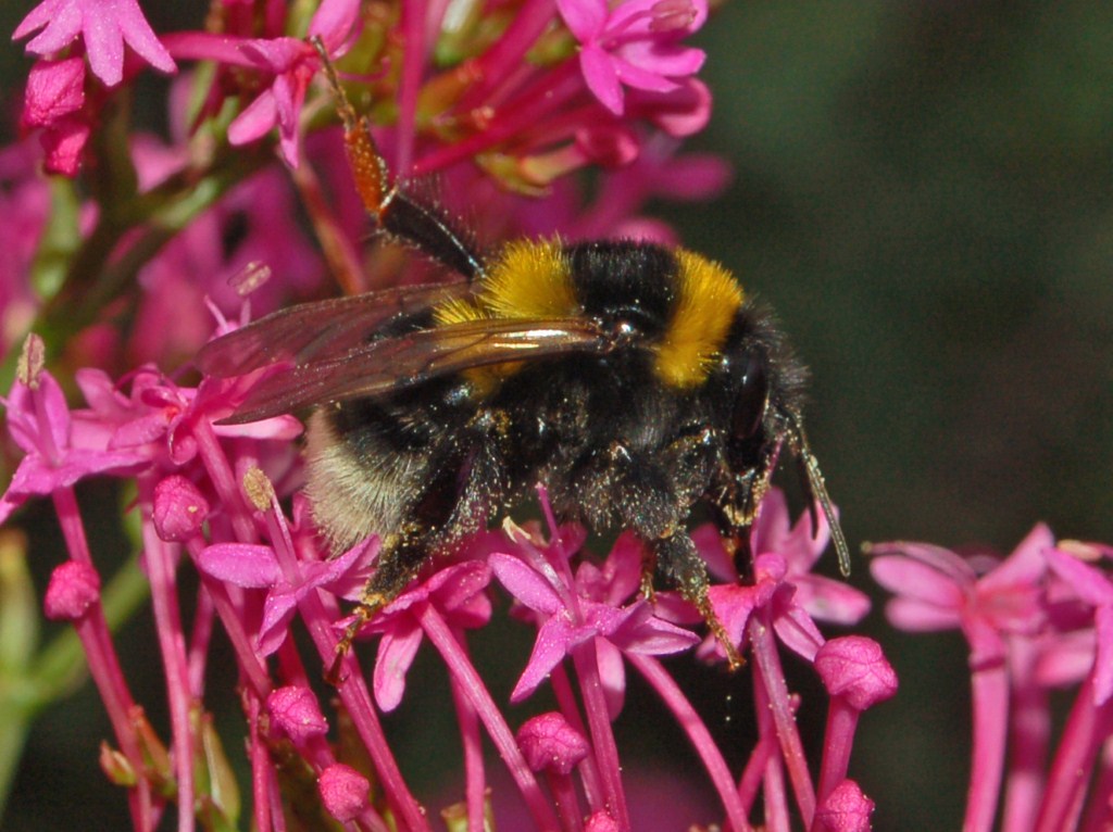 Che sia un Bombus hortorum?